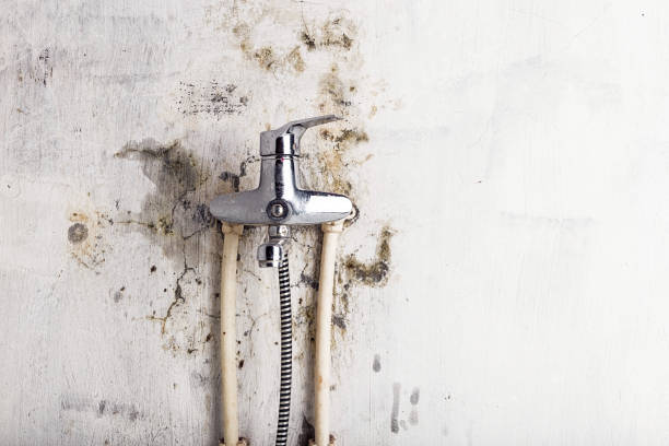 Best Mold Remediation  in Martin, SD