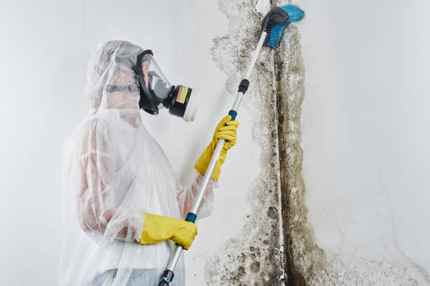 Best Crawl Space Mold Removal  in Martin, SD
