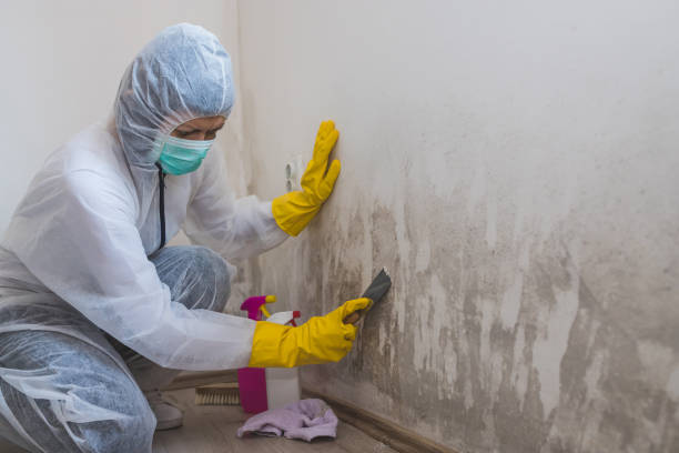Best Toxic Mold Removal  in Martin, SD
