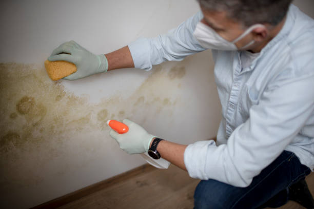 Best Commercial Mold Removal  in Martin, SD