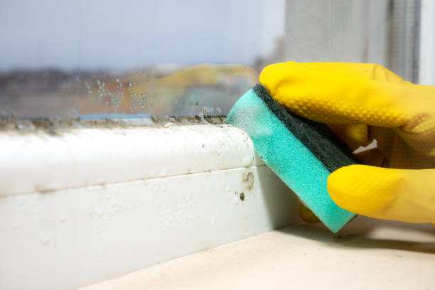 Best Certified Mold Removal  in Martin, SD