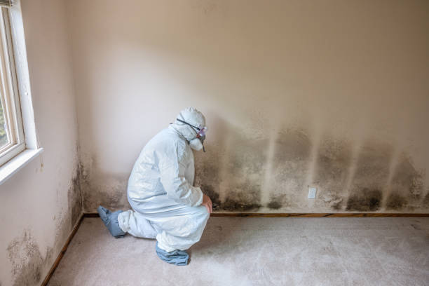 Best Office Mold Removal Services  in Martin, SD
