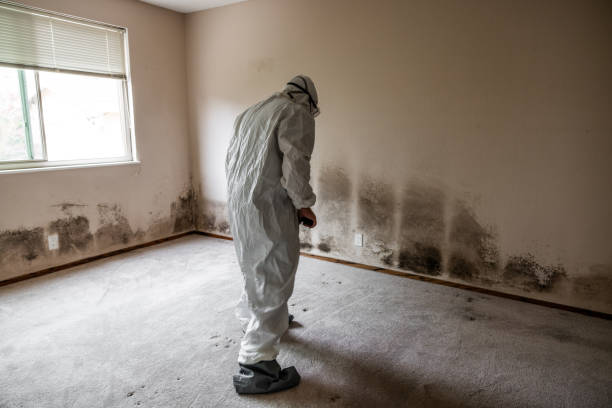 Trusted Martin, SD Mold Removal Experts