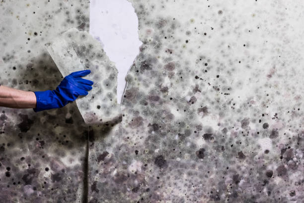 Attic Mold Removal in Martin, SD
